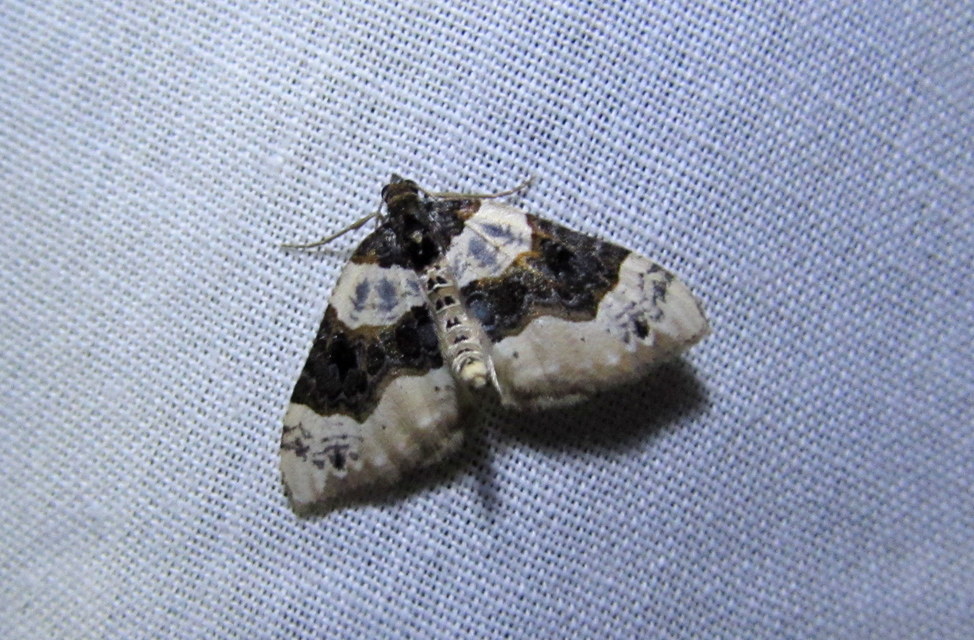 Cosmorhoe ocellata - szemes galajaraszoló