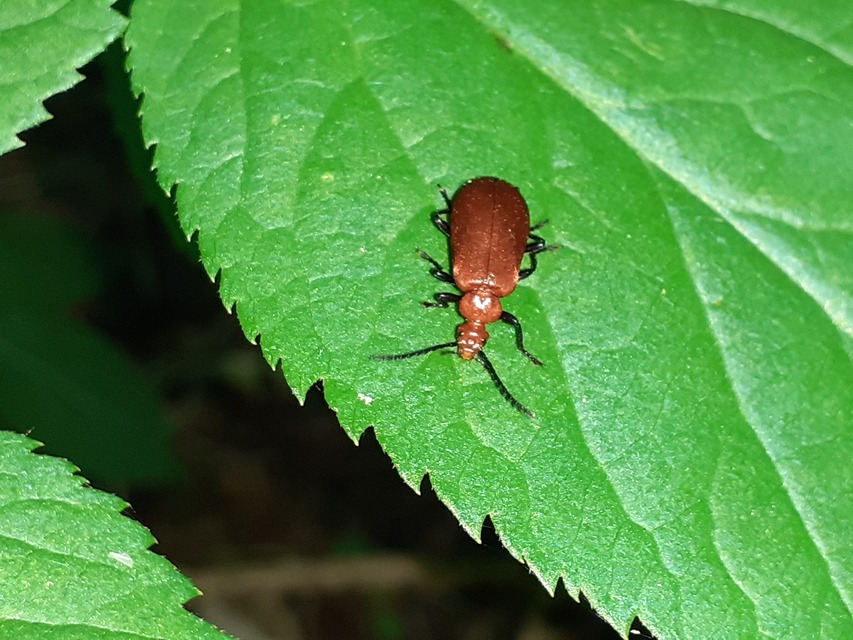 Pyrochroa serraticornis - közép-bíborbogár
