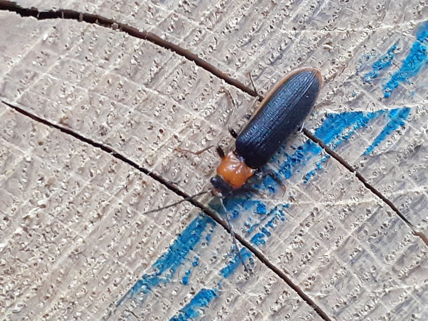 Denticollis linearis - dülledtszemű pattanó