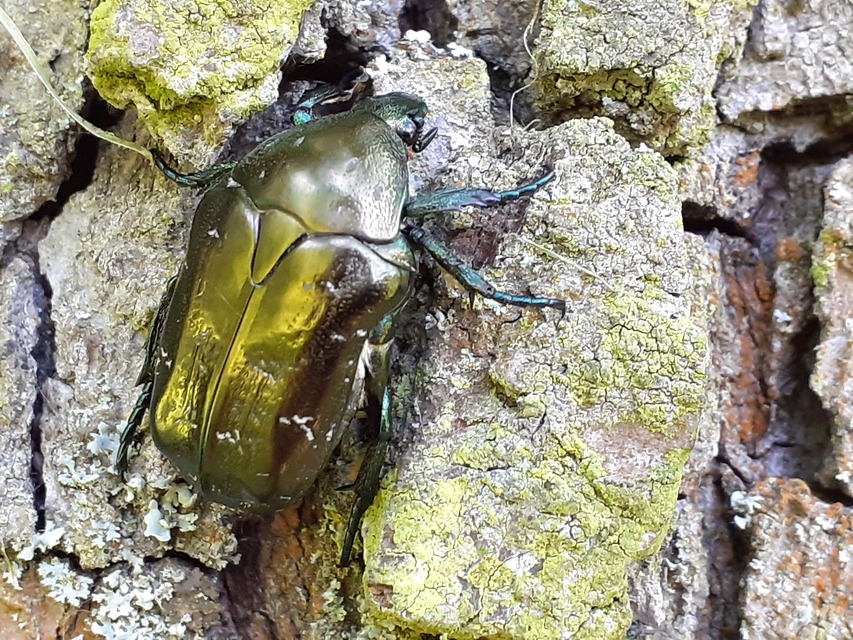 Protaetia marmorata - márványos virágbogár
