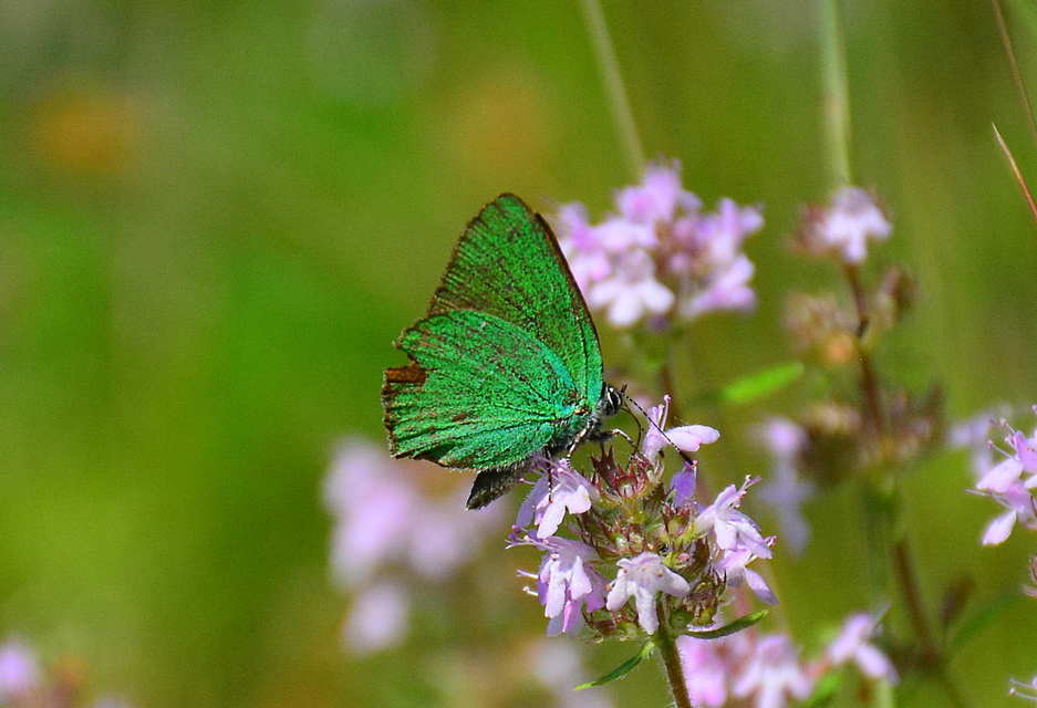 Callophrys rubi - zöldfonákú lepke