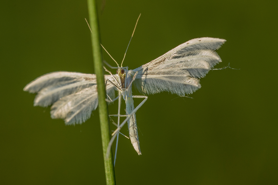 Pterophorus pentadactyla - fehér tollasmoly