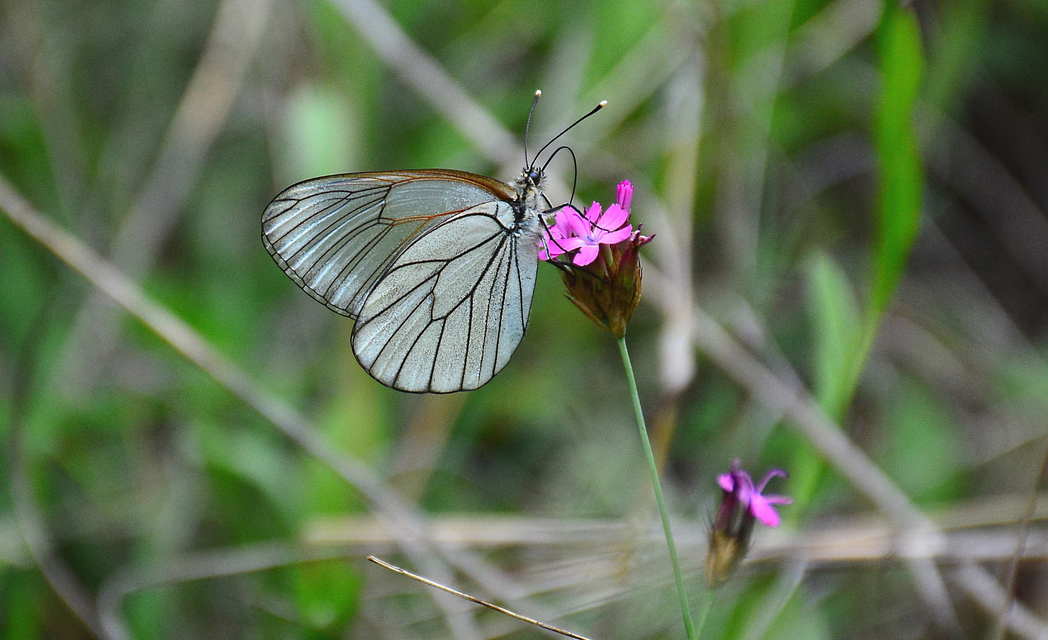 Aporia crataegi - galagonyalepke
