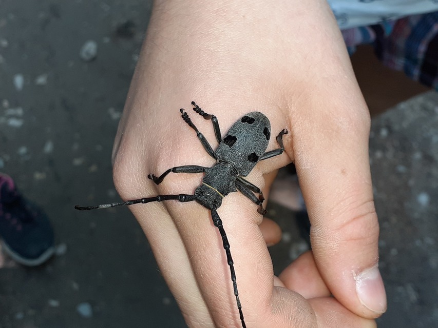 Morimus asper funereus - gyászcincér