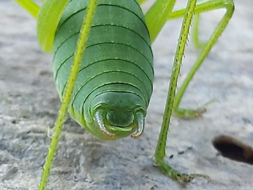 Isophya camptoxypha - kárpáti tarsza