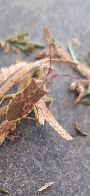 Gonocerus juniperi - boróka-karimáspoloska