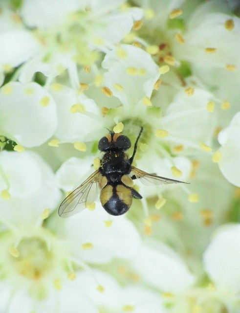 Cistogaster globosa
