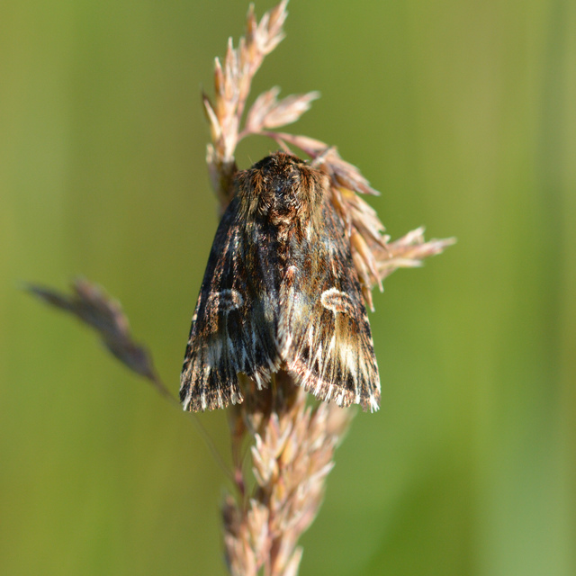 Actinotia radiosa - kis sugarasbagoly