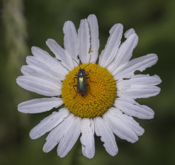 Clanoptilus