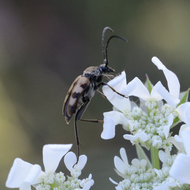 Pachytodes erraticus - rajzos virágcincér