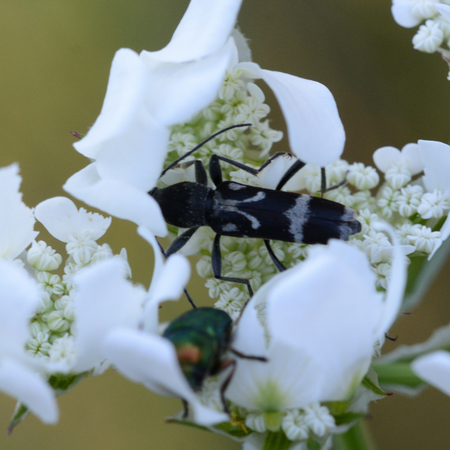 Chlorophorus figuratus - rajzos darázscincér