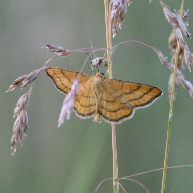 Idaea aureolaria - aranyos sávosaraszoló