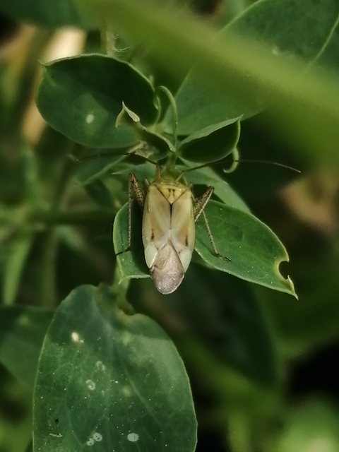 Adelphocoris lineolatus - lucernapoloska