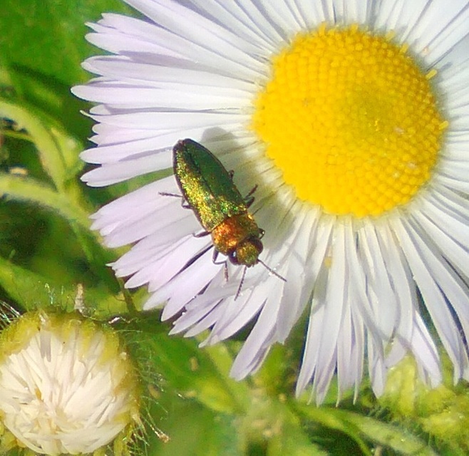 Anthaxia nitidula - ragyogó virágdíszbogár