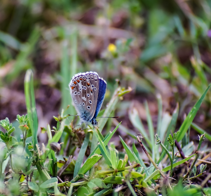 Polyommatus bellargus - égszínű boglárka