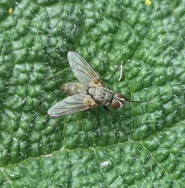 Dexia rustica - cserebogár-fürkészlégy