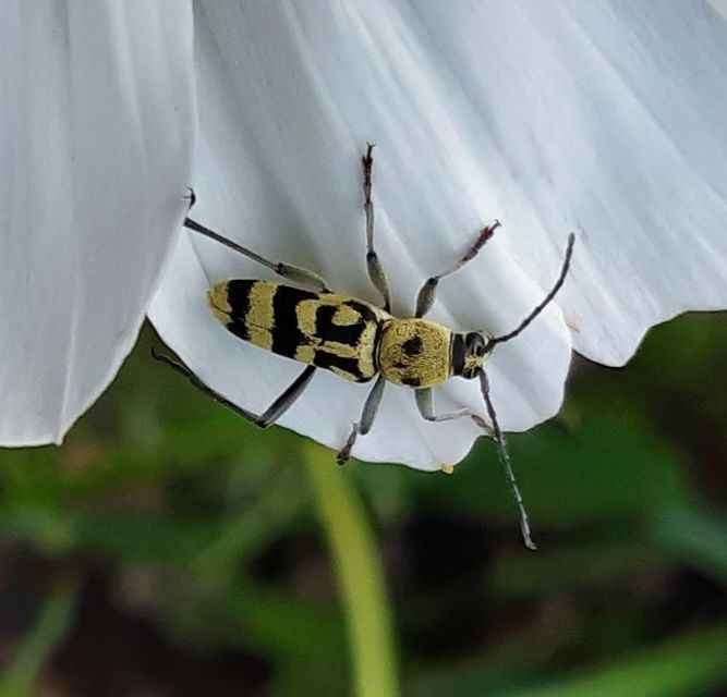 Chlorophorus varius - díszes darázscincér
