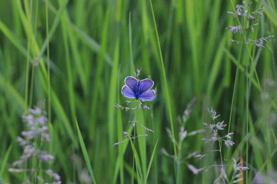 Plebejus argus - ezüstös boglárka