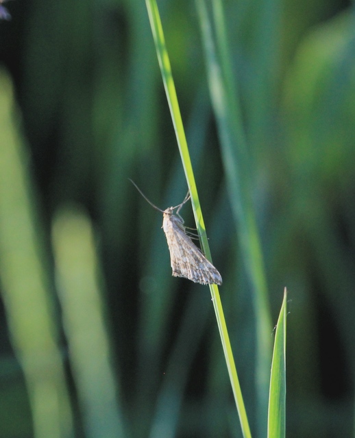 Microlepidoptera - Molylepkék