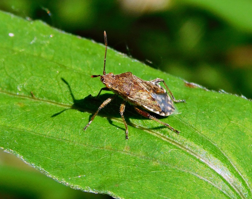 Stictopleurus punctatonervosus Stictopleurus punctatonervosus