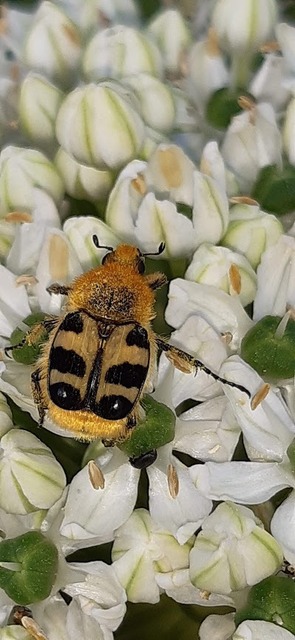 Trichius sexualis - keleti prémesbogár