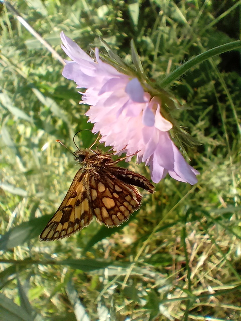 Carterocephalus palaemon - kockás busalepke