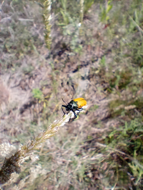 Labidostomis Labidostomis
