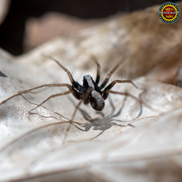 Pardosa alacris/lugubris