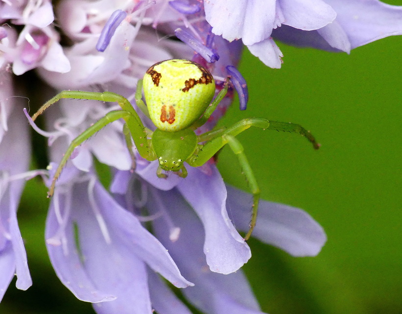 Ebrechtella tricuspidata - alakoskodó karolópók