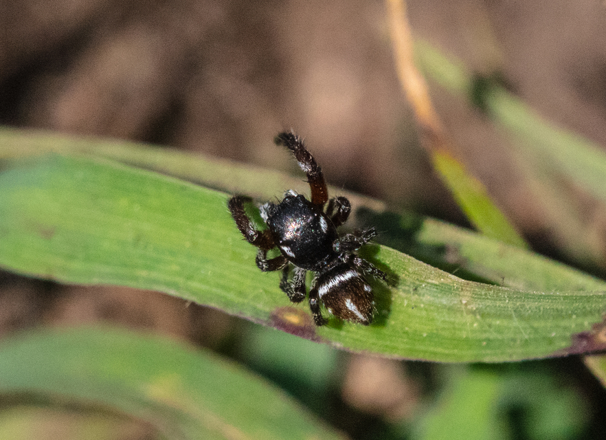Pellenes nigrociliatus - csigás ugrópók