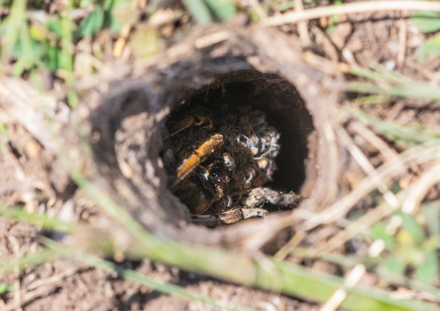 Geolycosa vultuosa - pokoli cselőpók