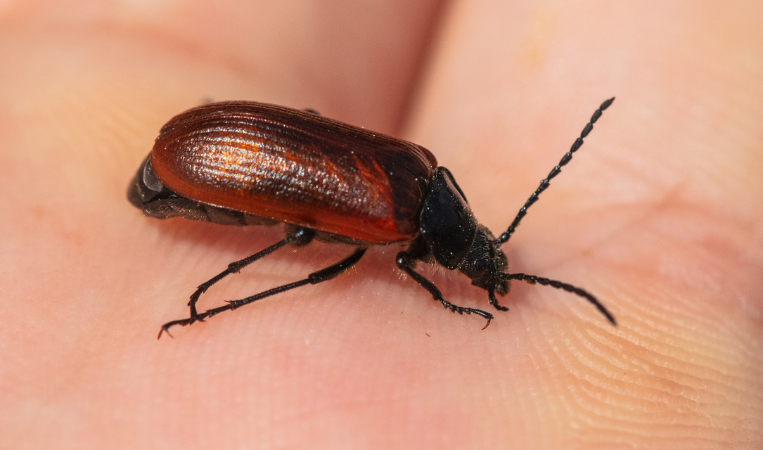 Omophlus proteus - közönséges pejbogár Omophlus proteus - közönséges pejbogár