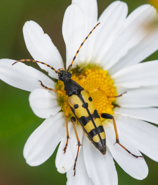 Rutpela maculata - tarkacsápú karcsúcincér