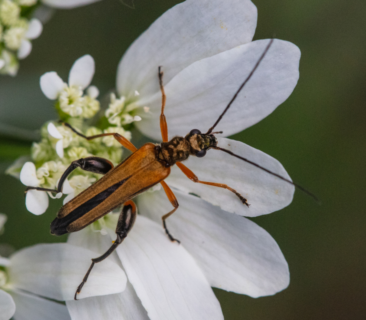 Oedemera podagrariae - székfű-álcincér