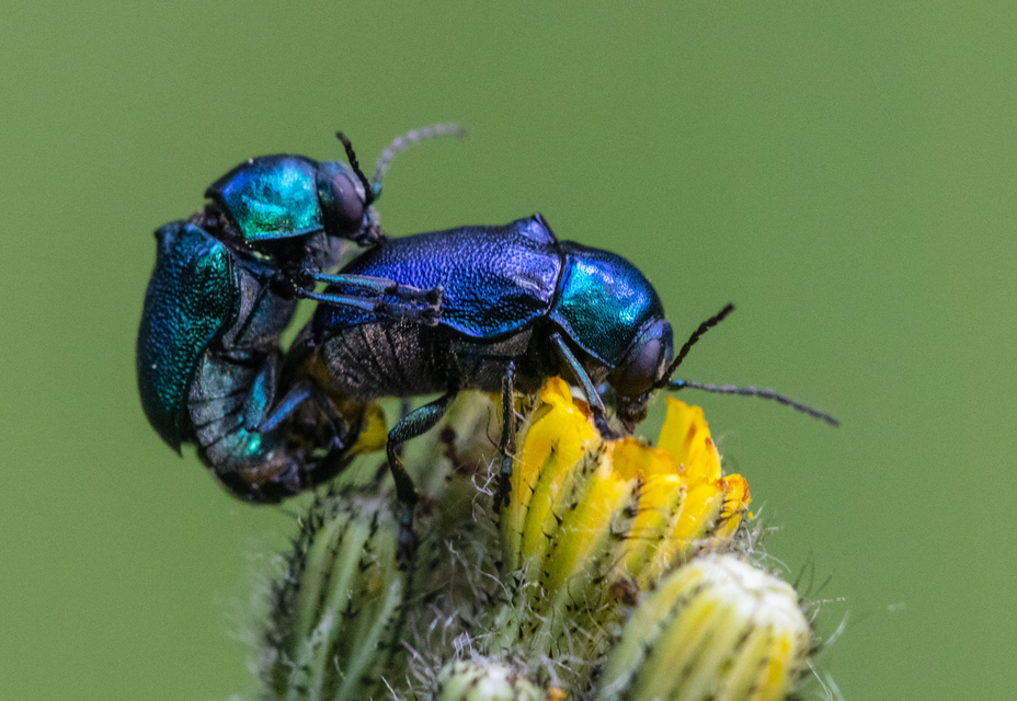 Cryptocephalus