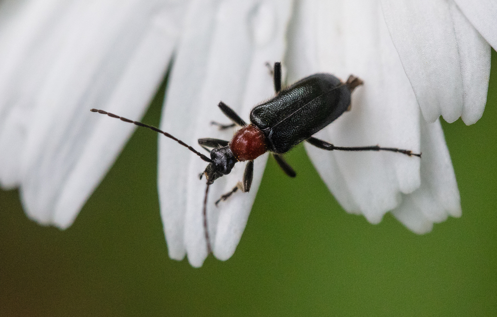 Dinoptera collaris - vörösnyakú virágcincér