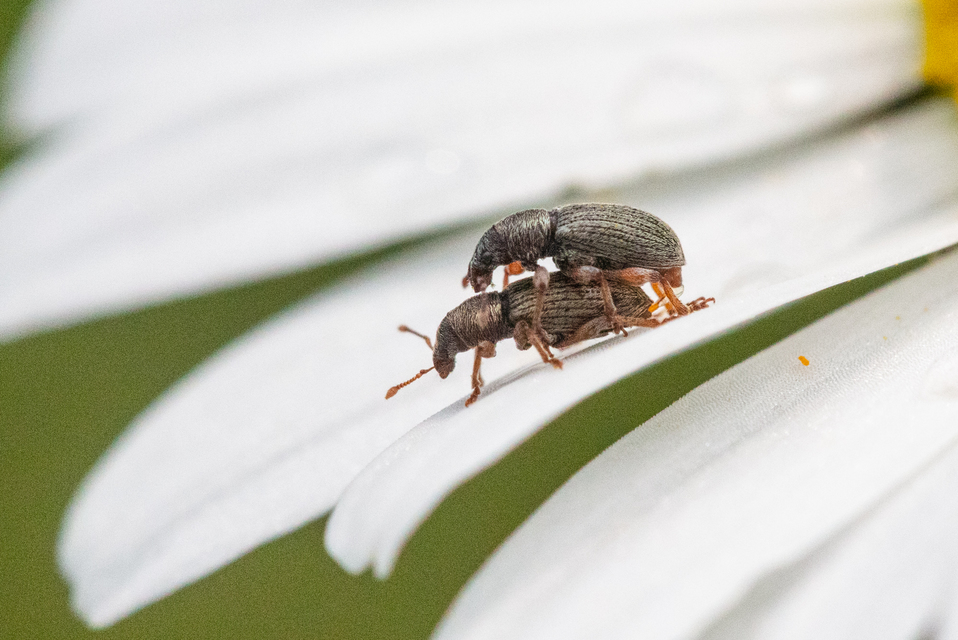 Polydrusus marginatus - szegélyes lombormányos
