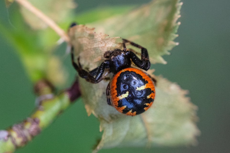 Synema globosum/ornatum