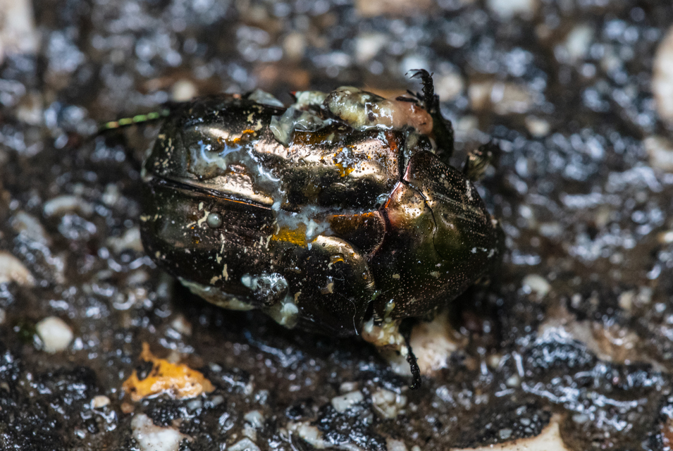 Protaetia marmorata - márványos virágbogár