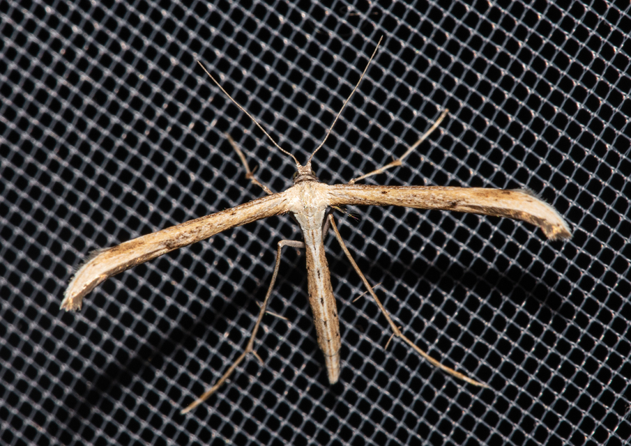 Pterophoridae - tollasmolyfélék