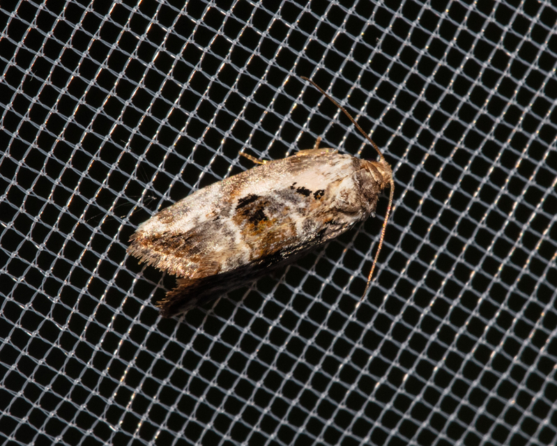Hapalotis venustula - rózsaszínű mázasbagoly