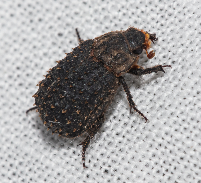 Trox niger - gömböc irhabogár