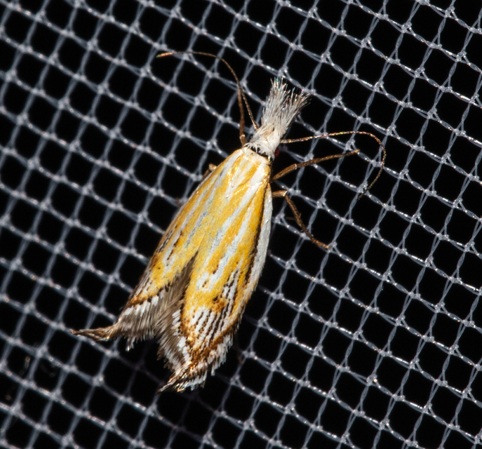 Holoscolia huebneri - sarlósszárnyú csíkosmoly