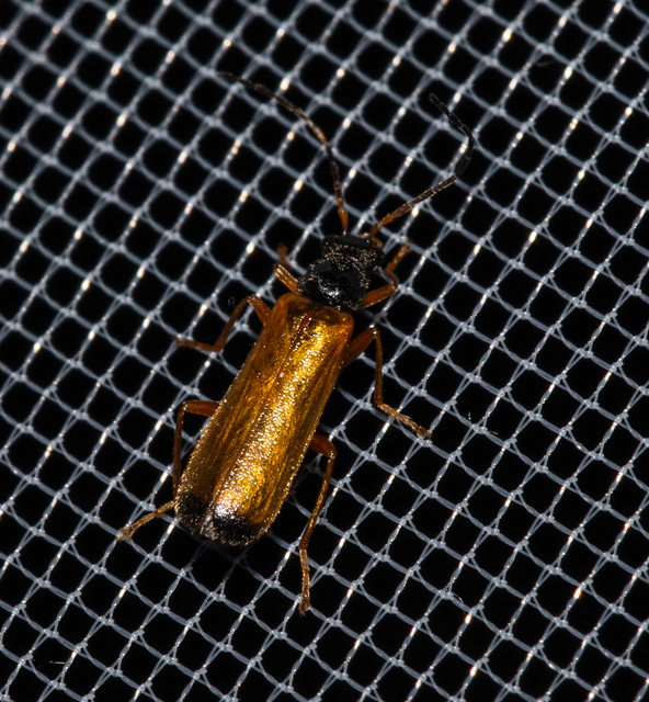 Rhagonycha lignosa - cserjés-lágybogár