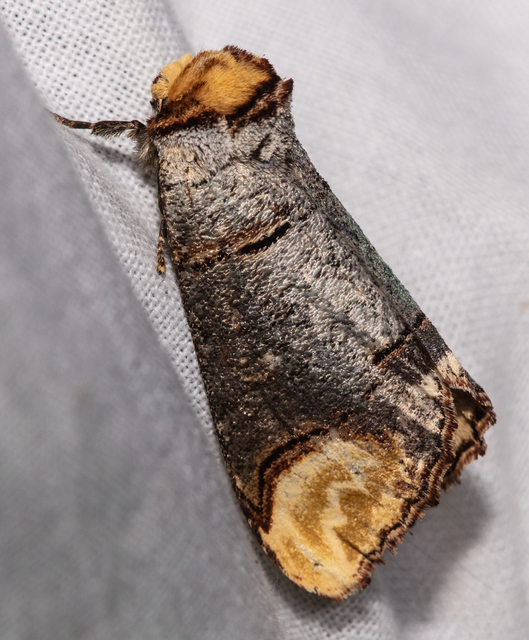Phalera bucephala - sárgafoltos púposszövő