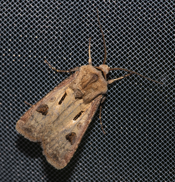 Agrotis exclamationis - felkiáltójeles földibagoly