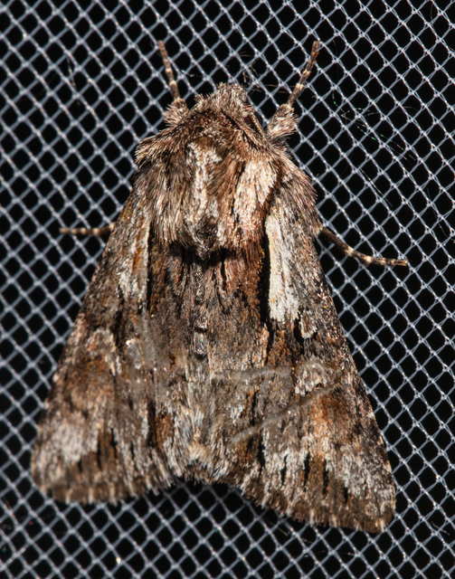 Chloantha hyperici - orbáncfű-sugarasbagoly
