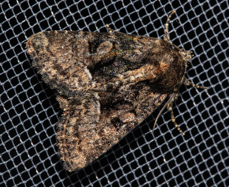 Oligia strigilis/latruncula/versicolor