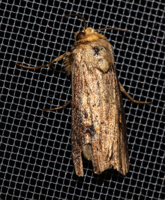 Axylia putris - vonalkás földibagoly