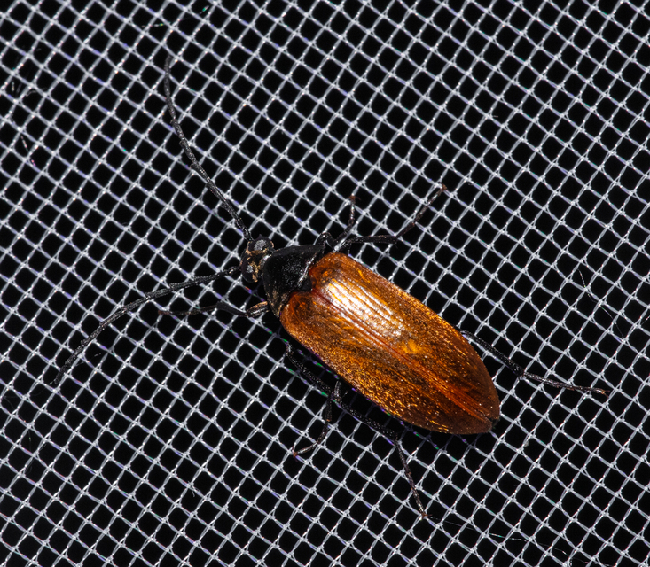 Pseudocistela ceramboides - narancssárga alkonybogár